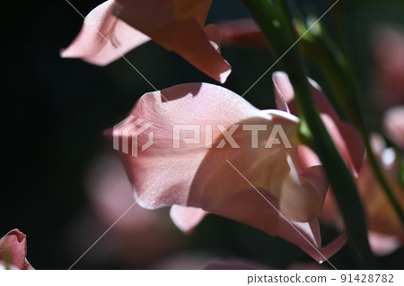 Gladiolus bathing in the morning sun in early summer Gladiolus bathing in the morning sun in early summer 91428782