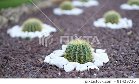 Flowerbed of beautiful little cacti among stones Flowerbed of beautiful little cacti among stones 91429730