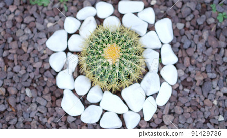 Small beautiful green cactus around white stones Small beautiful green cactus around white stones 91429786