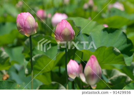 蓮花伊勢二見菖蒲浪漫之森 蓮花伊勢二見菖蒲浪漫之森 91429936