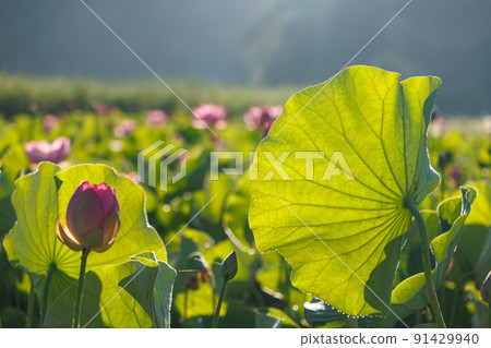 蓮花伊勢二見菖蒲浪漫之森 91429940