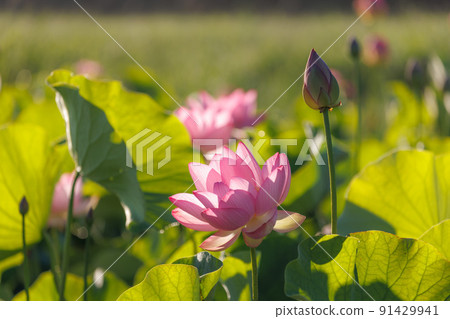 蓮花伊勢二見菖蒲浪漫之森 91429941