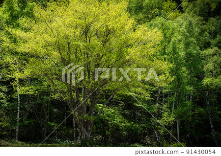 乘騎高原步行道和牛留池周圍令人耳目一新的六月風景 91430054