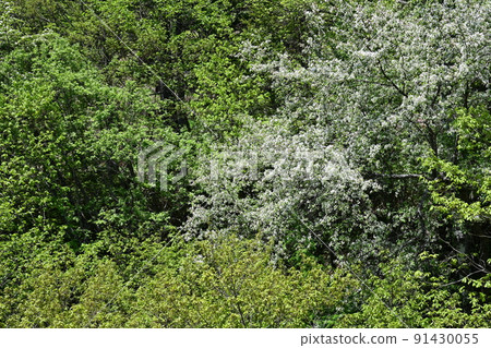 乘騎高原步行道和牛留池周圍令人耳目一新的六月風景 91430055