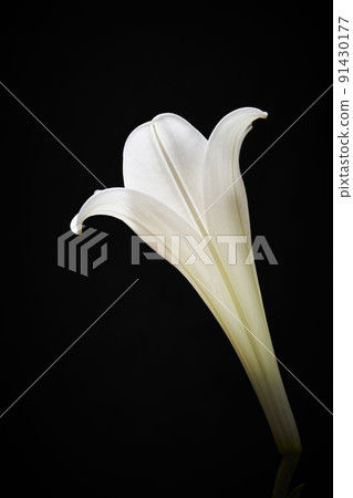 白百合花黑色背景 91430177