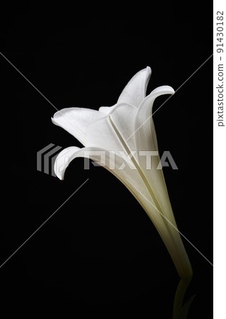 White lily flower black background 91430182
