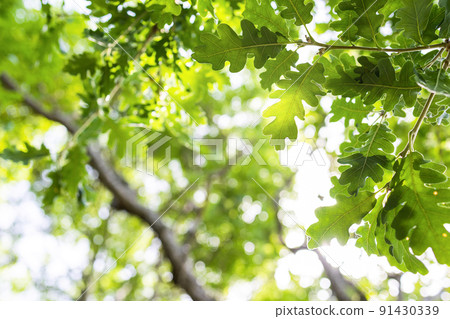 sun rays with radiant bokeh shines through forest trees sun rays with radiant bokeh shines through forest trees 91430339