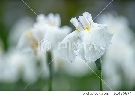 Ayameen bathed in gentle light Ayameen bathed in gentle light 91430674