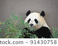 Panda complaining about something 91430758
