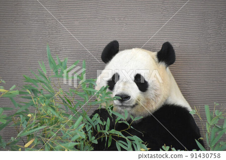 Panda complaining about something 91430758