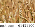 View of a cereal field with detail of wheat or rye ears and blurred background 91431100