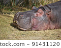 Hippopotamus face 91431120