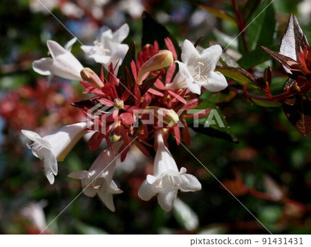 早晨陽光下的阿貝利亞花(阿貝利亞阿貝利亞的白花和花蕾) 早晨陽光下的阿貝利亞花(阿貝利亞阿貝利亞的白花和花蕾) 91431431