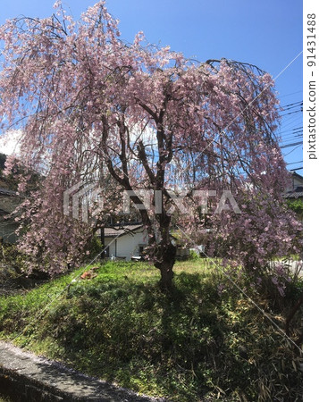 Weeping cherry blossoms that bloom alone on the riverside near Shin-Fujiwara Station in Spring Ranman 91431488