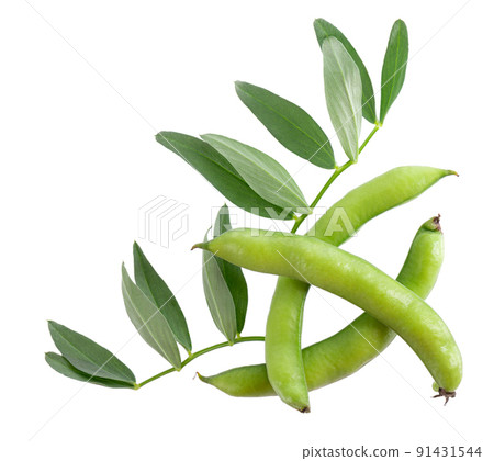Fresh broad beans in pods with green leaf, isolated on white background. Fava beans. Top view. 91431544