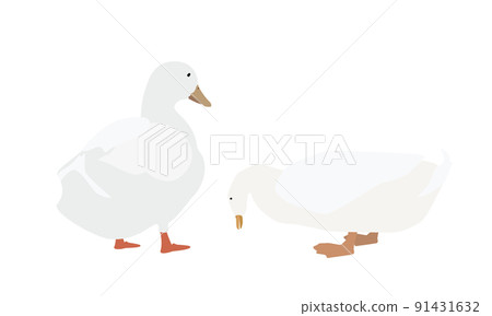 鴨子鞠躬 鴨子鞠躬 91431632