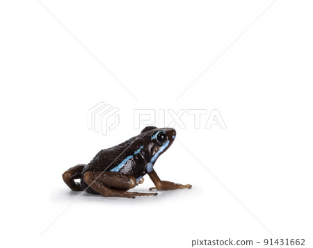 epipedobates Anthonyi buena espiranza Frog on white background epipedobates Anthonyi buena espiranza Frog on white background 91431662