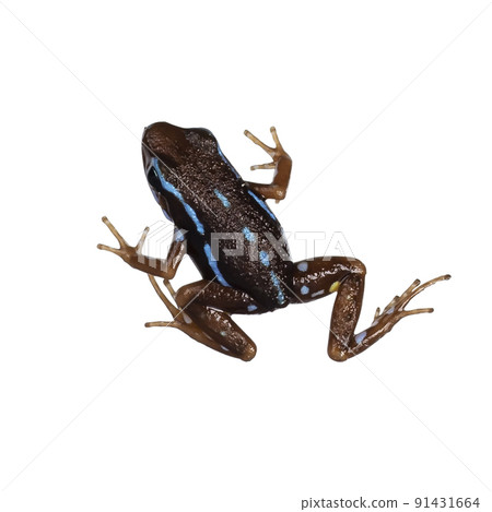 epipedobates Anthonyi buena espiranza Frog on white background 91431664