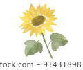 Sunflower watercolor illustration 91431898