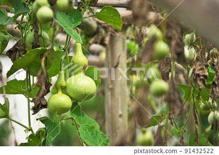 葫蘆果實（夏、八月） 91432522