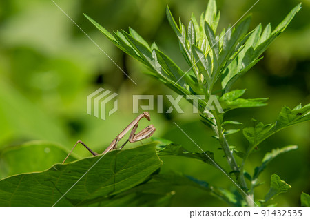 Mantis larva Mantis larva 91432535