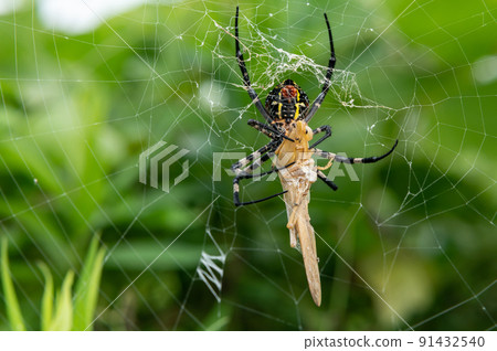 Argiope amoena 捕食蚱蜢 91432540