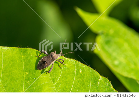 Hojoki bug 91432546