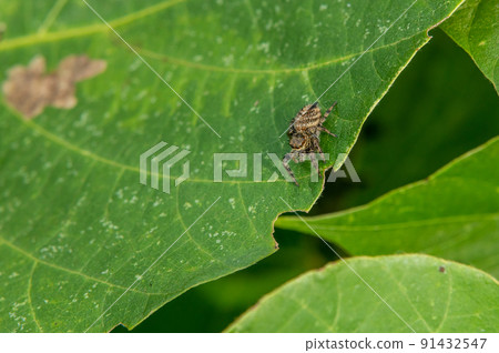 Jumping spider (jumping spider) 91432547