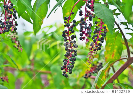 Black pokeweed fruit (summer, August) 91432729