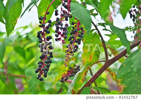 黑美洲商陸果實(夏季、八月) 黑美洲商陸果實(夏季、八月) 91432767