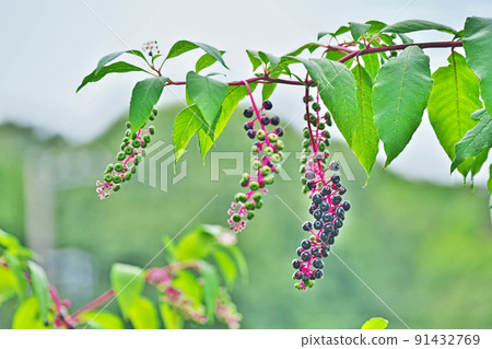 黑美洲商陸果實(夏季、八月) 黑美洲商陸果實(夏季、八月) 91432769