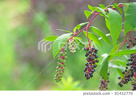 黑美洲商陸果實(夏季、八月) 黑美洲商陸果實(夏季、八月) 91432770