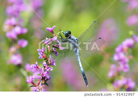 Orthetrum albisum(雄性)棲息在一朵千屈菜花上 Orthetrum albisum(雄性)棲息在一朵千屈菜花上 91432997