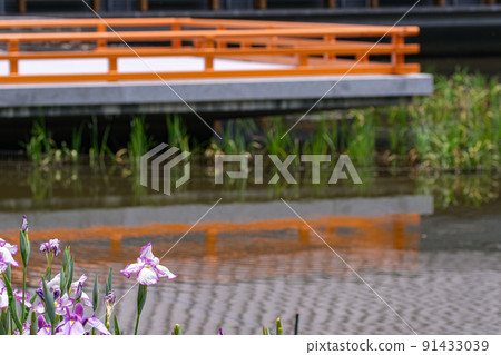 Flower iris Ise Jingu outer shrine Magatama iris garden 91433039