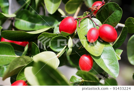 Karunda fruit blossom on tree Karunda fruit blossom on tree 91433224