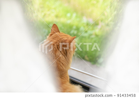 Cat looking out, tea tabby cat 91433458