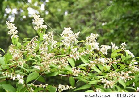 Himeji Togi 91433542