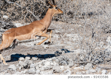 Impalas in Etosha National Park 91433586