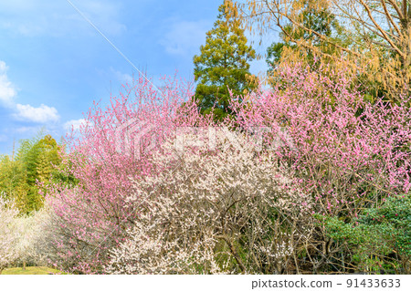 冬天的天空和梅林風景 百梅園“著名的”Kanesaka Shimizu“開設私立學校的地方” 91433633