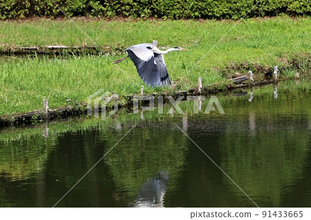 Sightseeing spots in Hatoyama Town, Saitama Prefecture A landscape of a gray heron flying low in a rural park Onuma with beautiful green trees Sightseeing spots in Hatoyama Town, Saitama Prefecture A landscape of a gray heron flying low in a rural park Onuma with beautiful green trees 91433665