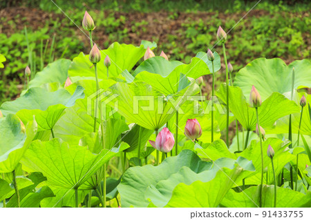 玉丸城內堀哈斯 91433755