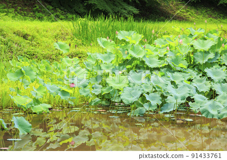 Tamaru Castle Uchibori Hass 91433761