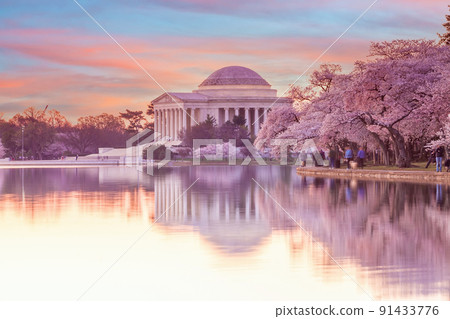 Cherry Blossom Festival in Washington, D.C. in USA Cherry Blossom Festival in Washington, D.C. in USA 91433776