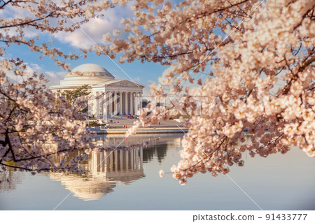 Cherry Blossom Festival in Washington, D.C. in USA Cherry Blossom Festival in Washington, D.C. in USA 91433777