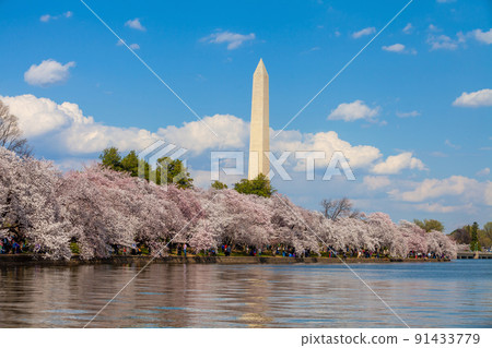 Cherry Blossom Festival in Washington, D.C. in USA Cherry Blossom Festival in Washington, D.C. in USA 91433779