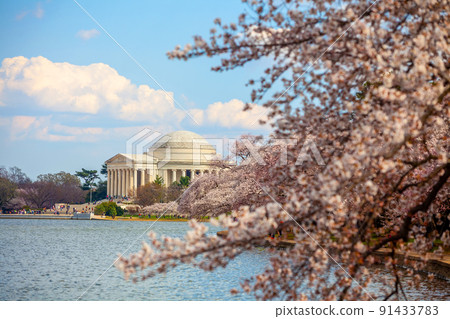 Cherry Blossom Festival in Washington, D.C. in USA Cherry Blossom Festival in Washington, D.C. in USA 91433783