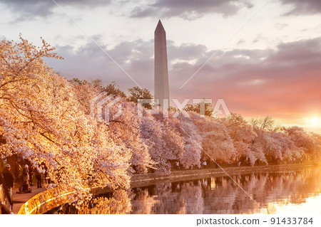 Washington Monument during the Cherry Blossom Festival. Washington, D.C. 91433784