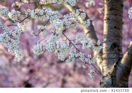 Cherry Blossom Festival in Washington, D.C. in USA 91433789