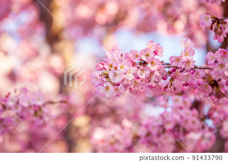Cherry Blossom Festival in Washington, D.C. in USA 91433790