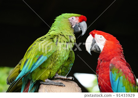 Rainy zoo, colorful parakeets of good friends 91433929
